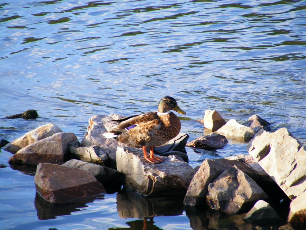 Ente an der Mosel