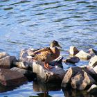 Ente an der Mosel