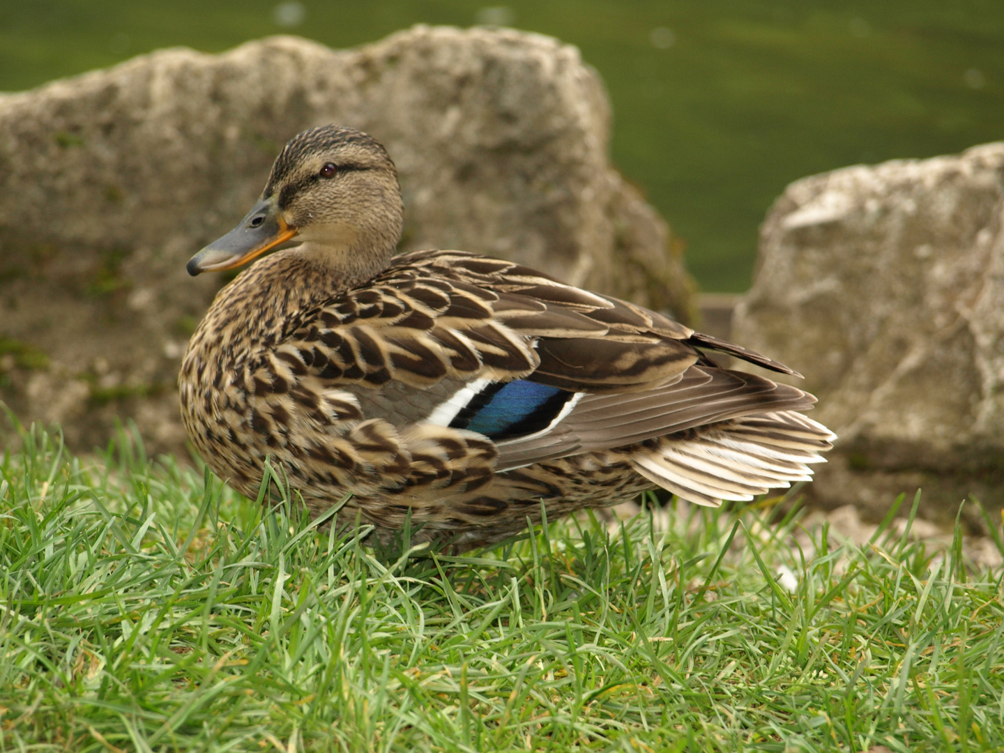 Ente an der Pegnitz