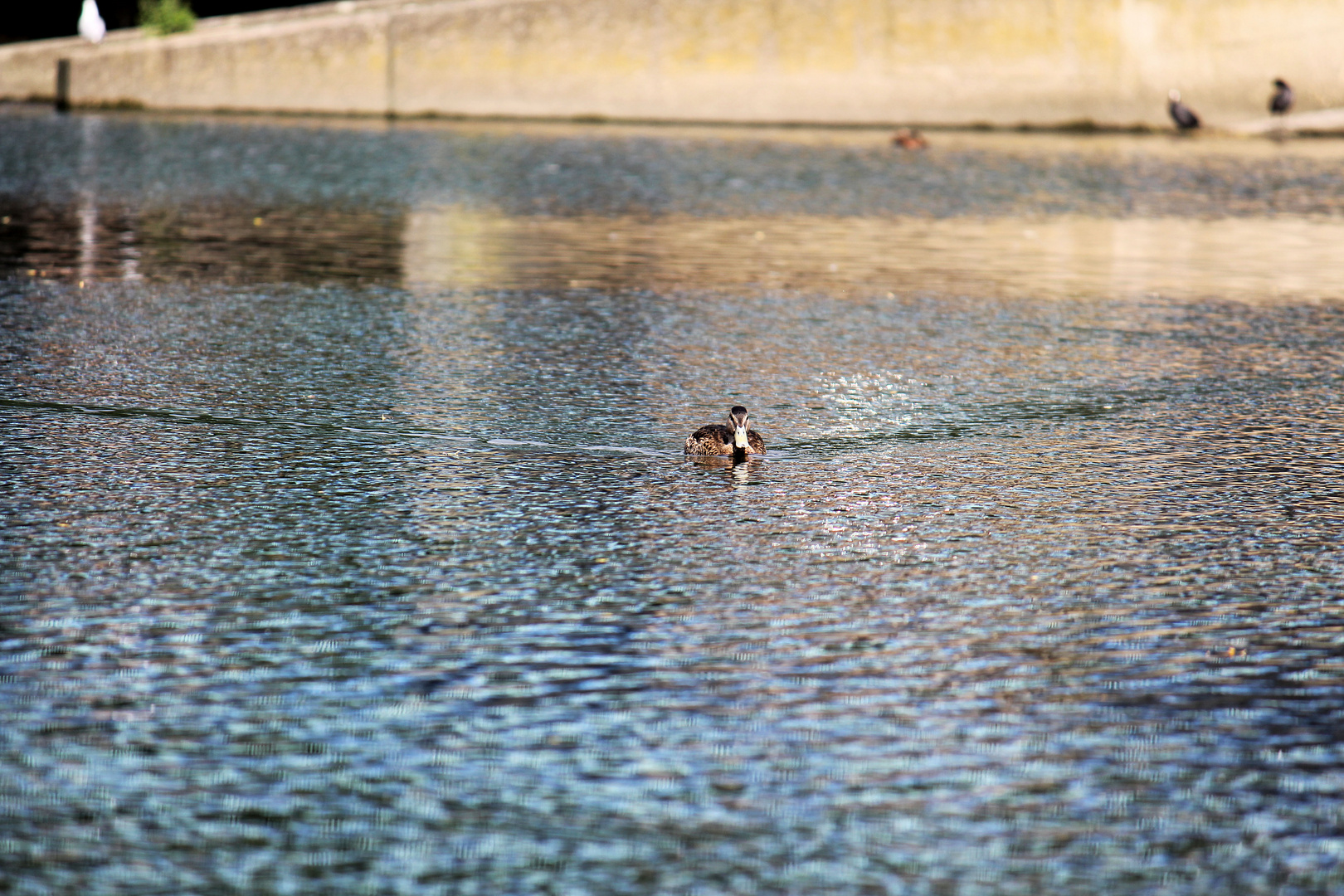 Ente an der Ruhr