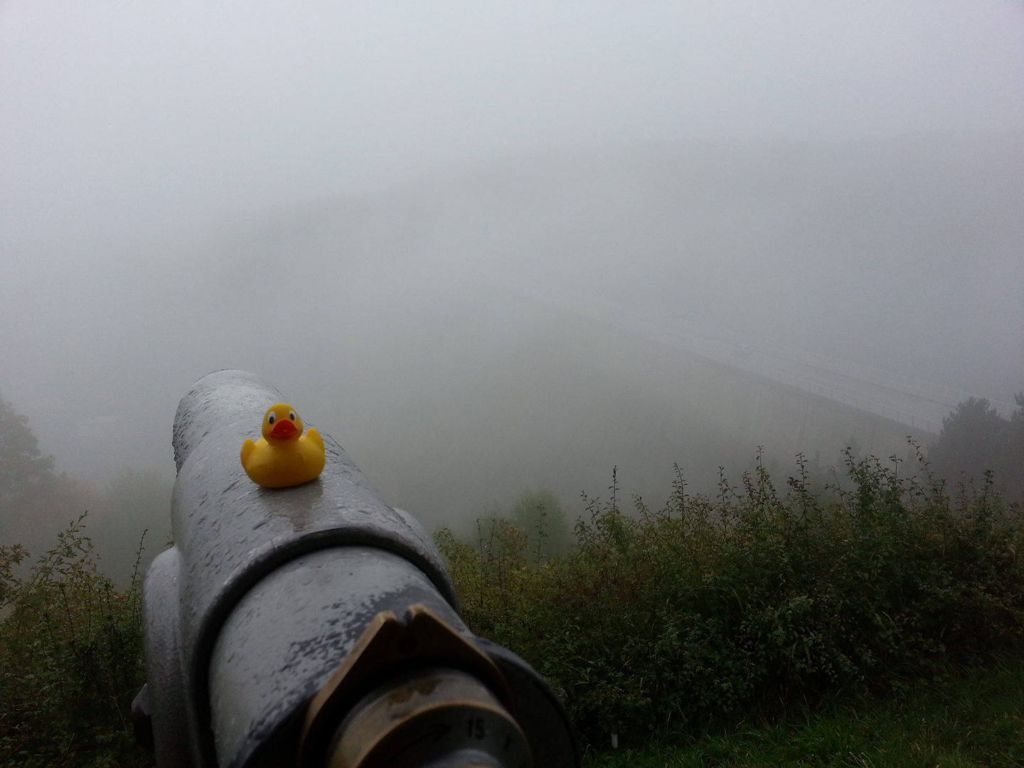 Ente an der Talsperre