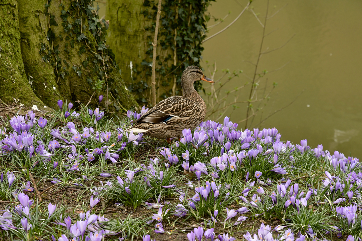 Ente an Krokus