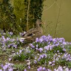 Ente an Krokus