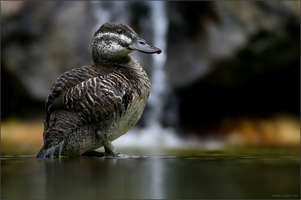 Ente an Wasserfall