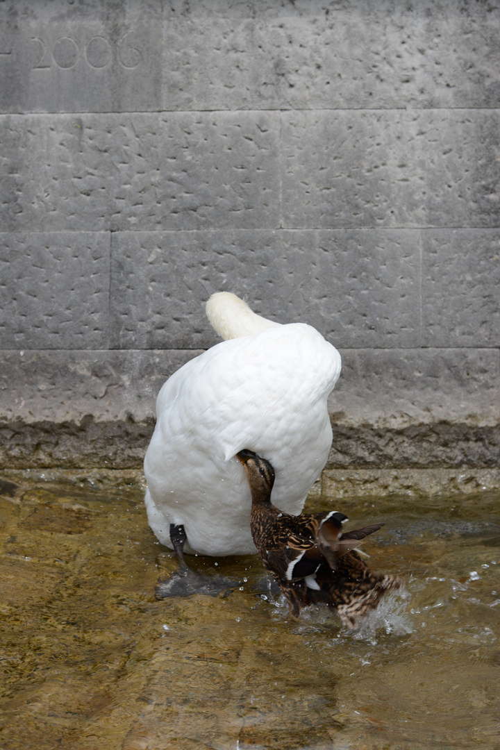 Ente attackiert Schwan