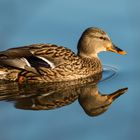 Ente auf Aeschisee bei Solothurn