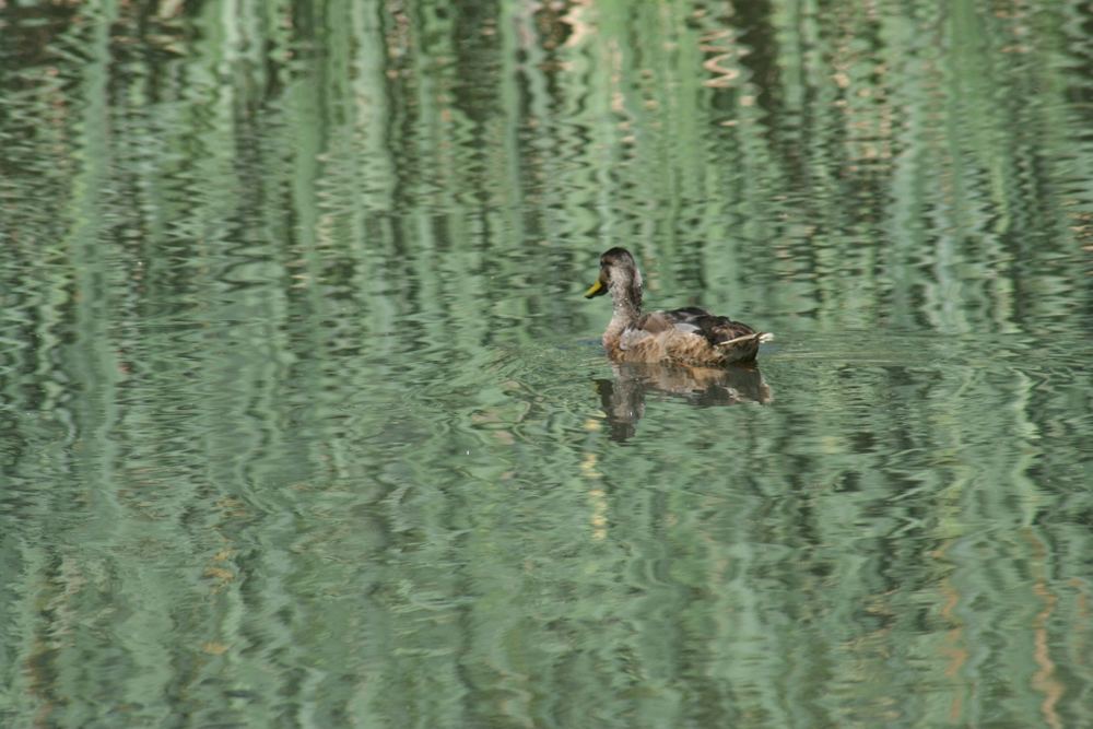 Ente auf Aspik 2