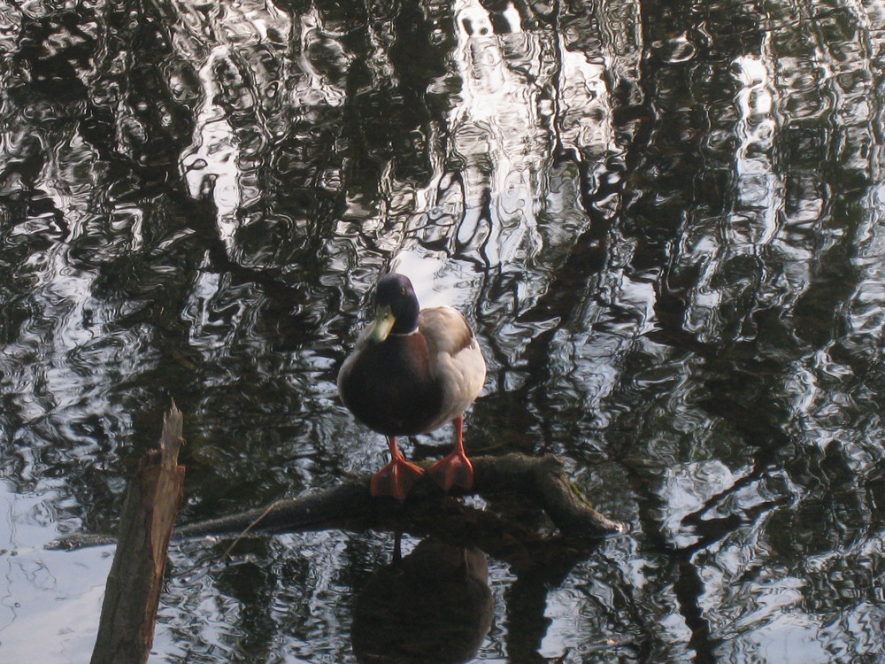 Ente auf Ast im Teich