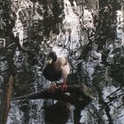 Ente auf Ast im Teich