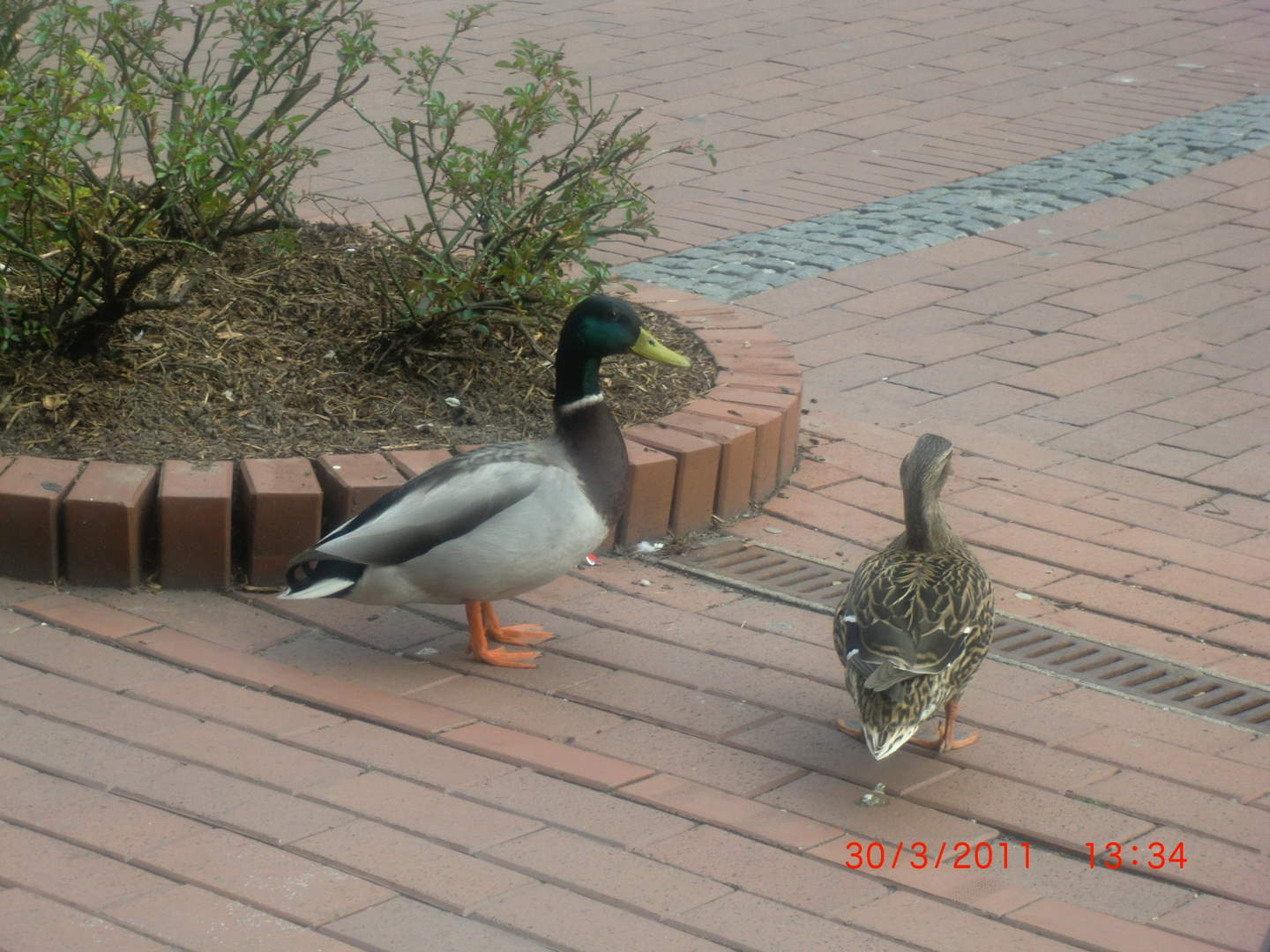 Ente auf Brautschau