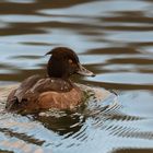 Ente auf dem Biggesee