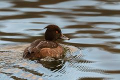 Ente auf dem Biggesee