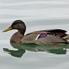 Ente auf dem Bodensee