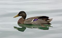 Ente auf dem Bodensee