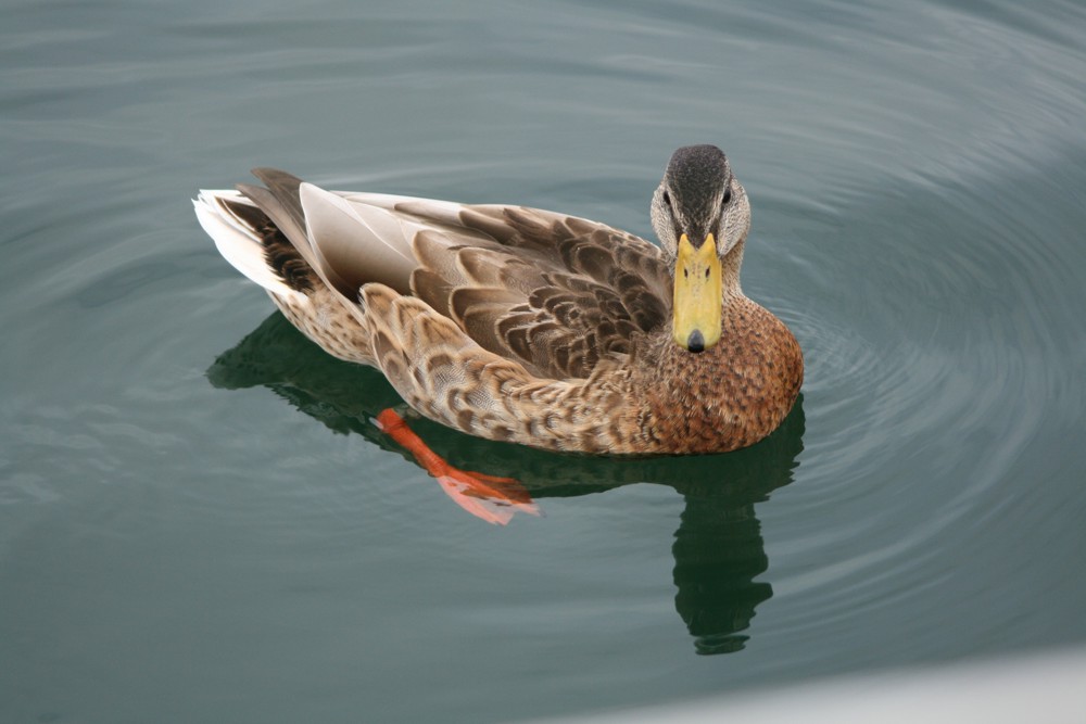 Ente auf dem Bodensee