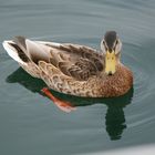 Ente auf dem Bodensee