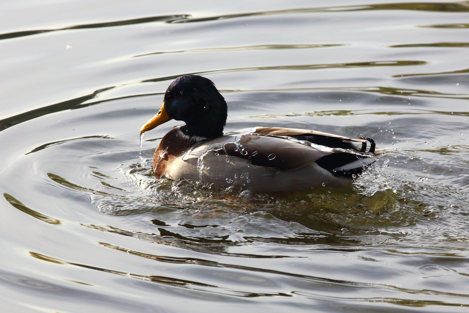 Ente auf dem Bruchsee beim Wasserplantschen