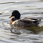 Ente auf dem Bruchsee beim Wasserplantschen