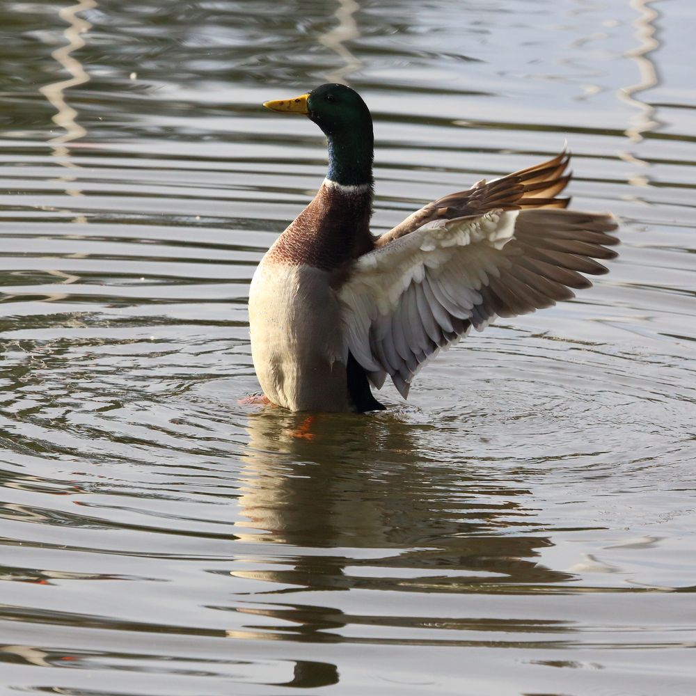 Ente auf dem Bruchsee