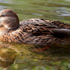 Ente auf dem Bruchsee (II)