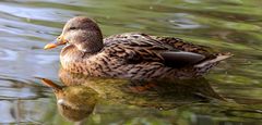 Ente auf dem Bruchsee (II)