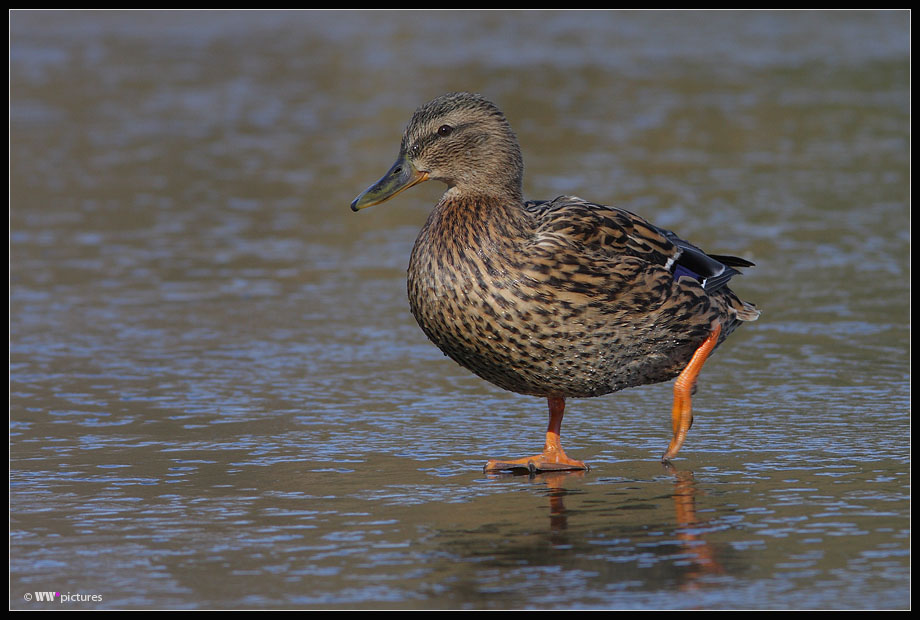 Ente auf dem Eis (2)