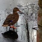 Ente auf dem Eis