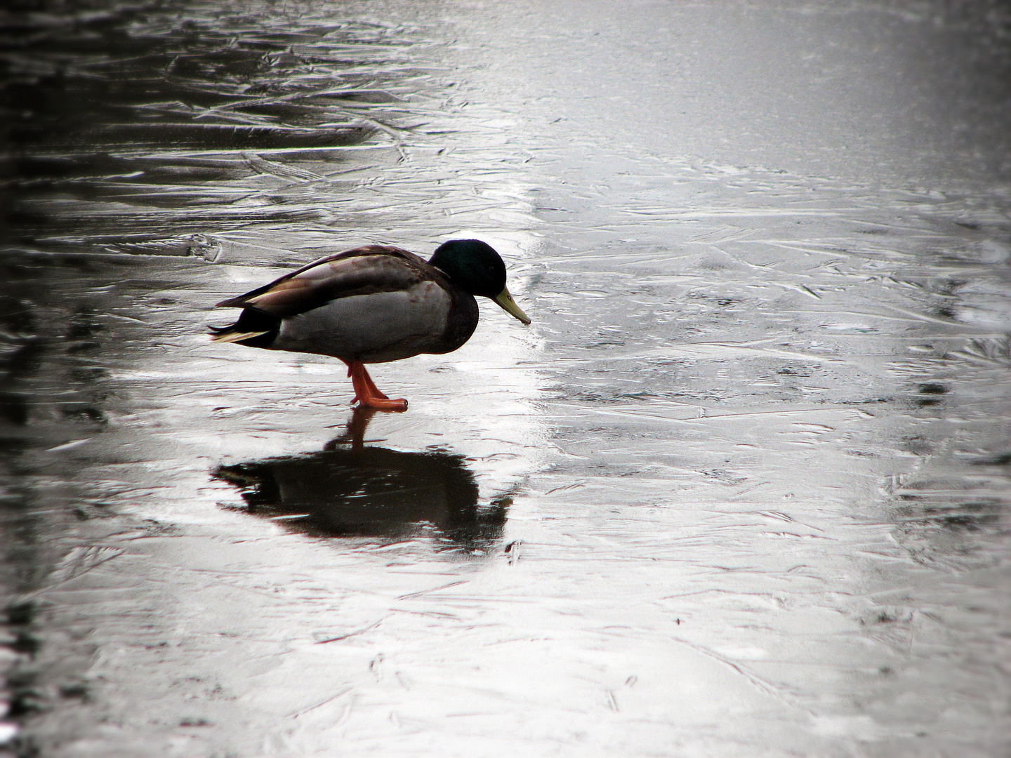 Ente auf dem Eis