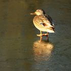 Ente auf dem Eis