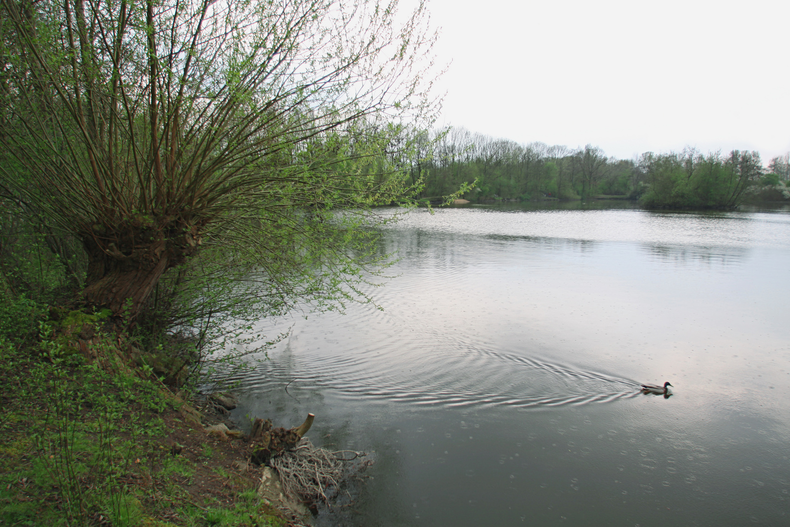 Ente auf dem Fischteich