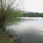 Ente auf dem Fischteich