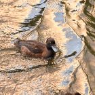 Ente auf dem Fleet