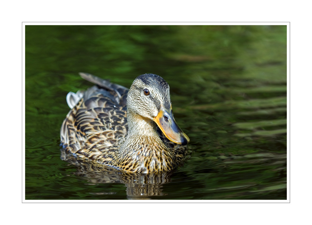 Ente auf dem Ilzstausee