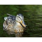 Ente auf dem Ilzstausee