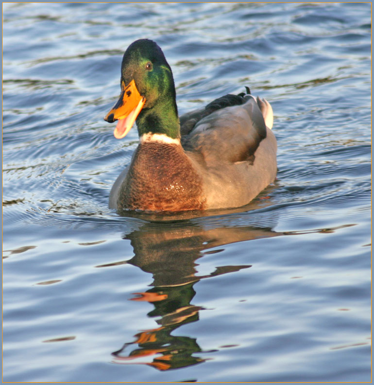 Ente auf dem Kaarster See