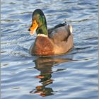 Ente auf dem Kaarster See