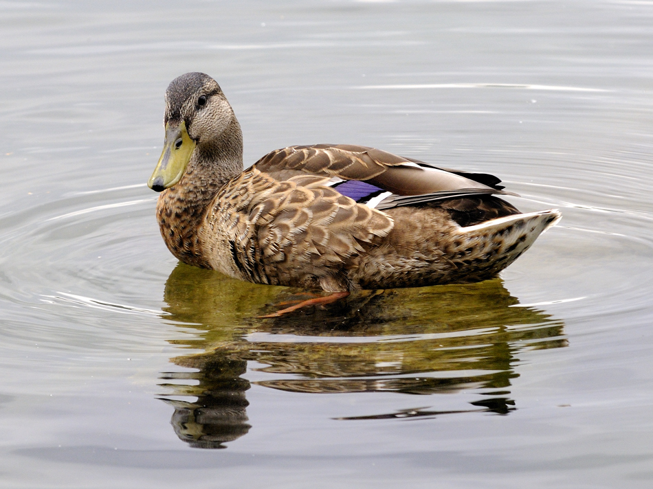 Ente auf dem Laacher See