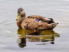 Ente auf dem Laacher See