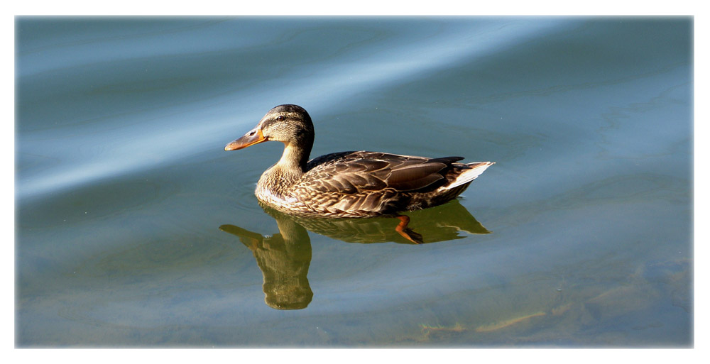 Ente auf dem Main