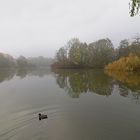 Ente auf dem Nebelteich