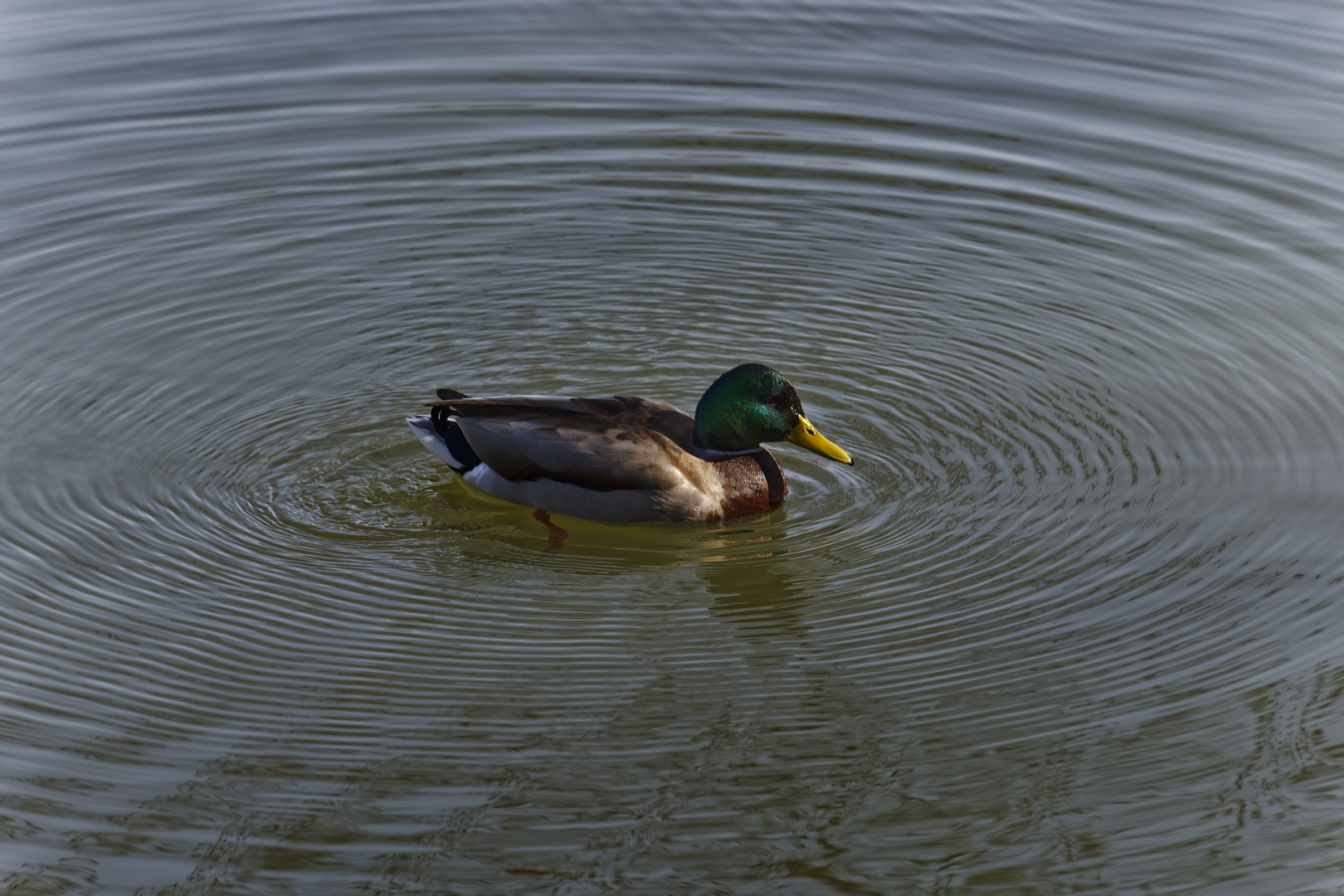 Ente auf dem Netzbachweiher