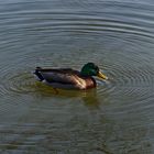 Ente auf dem Netzbachweiher