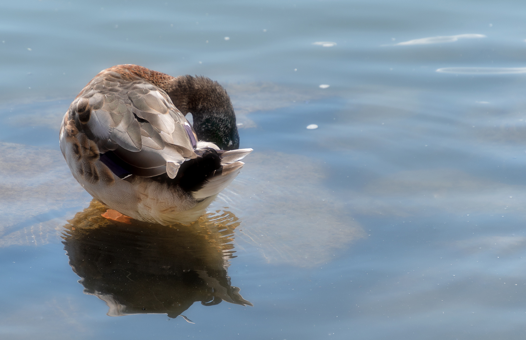 Ente auf dem Rhein