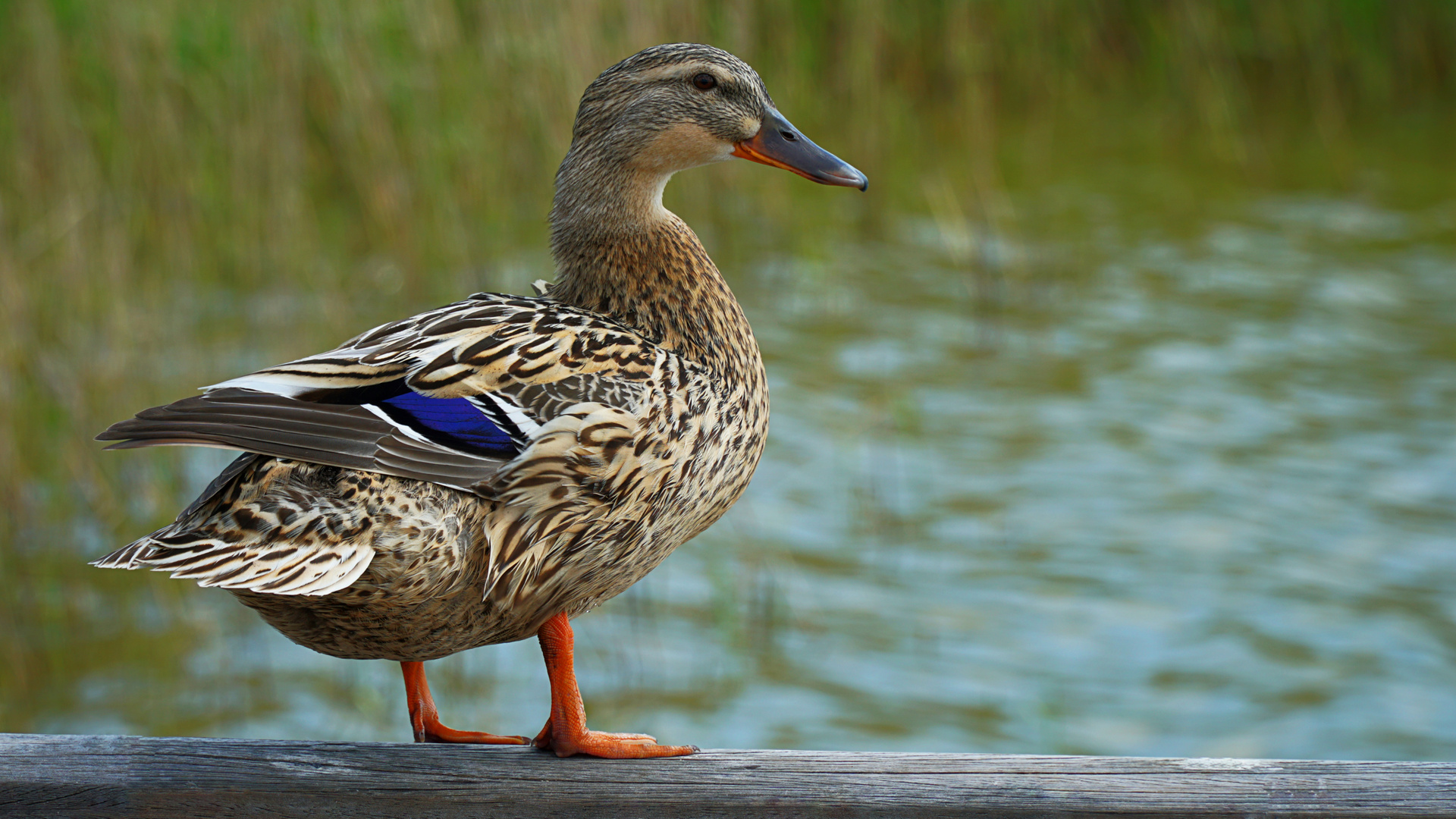 Ente auf dem Selliner See Rügen