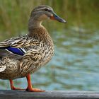 Ente auf dem Selliner See Rügen