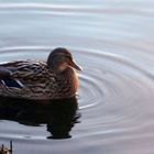 Ente auf dem Steinhuder Meer