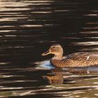 Ente auf dem Teich...