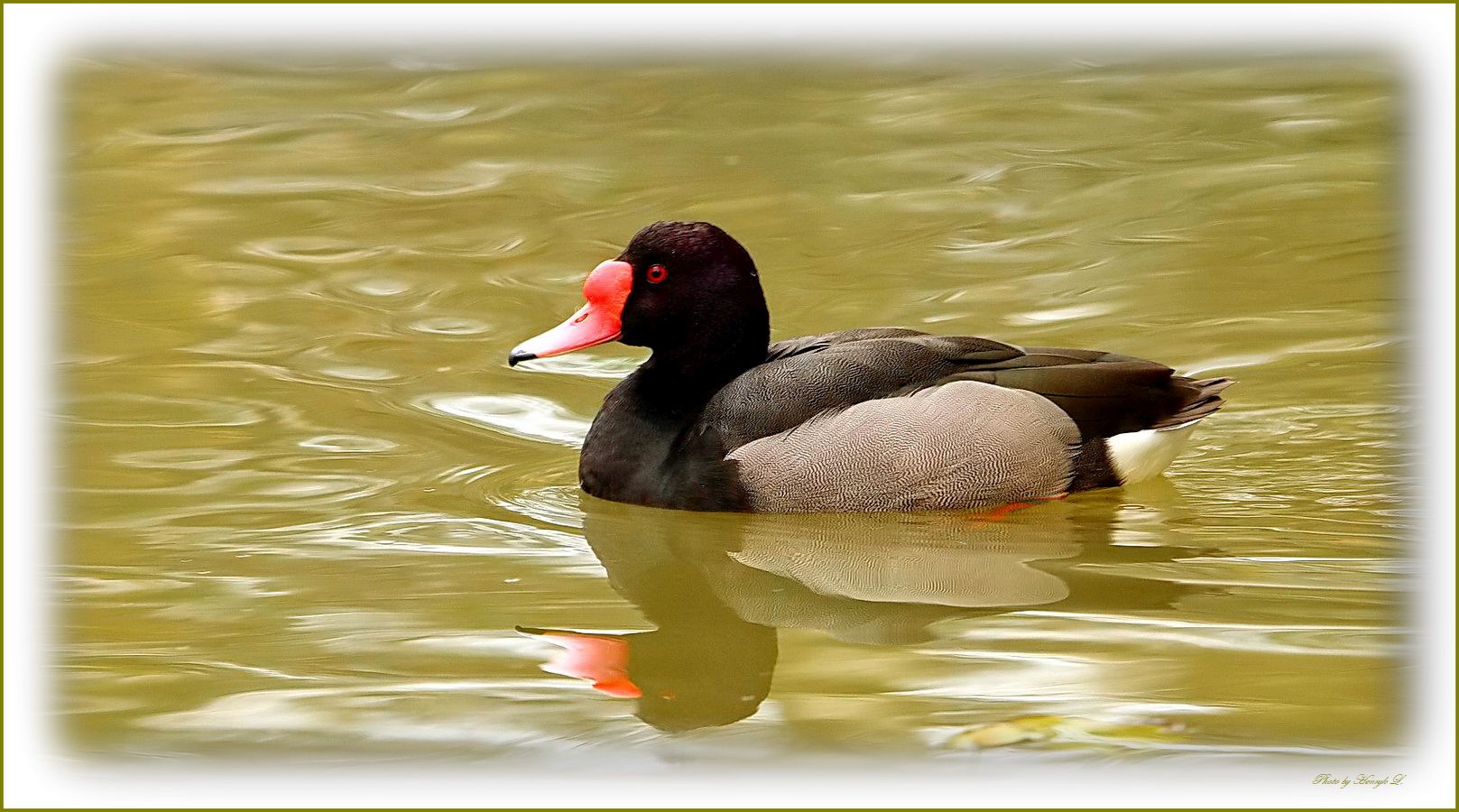 Ente auf dem Teich.. Foto & Bild tiere, wildlife, wild lebende vögel