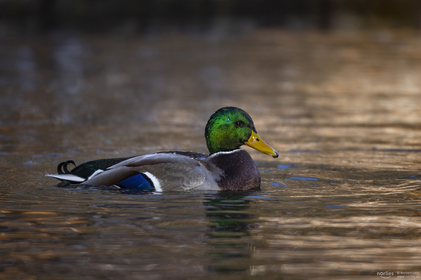 Ente auf dem Wasser