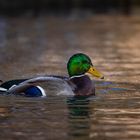 Ente auf dem Wasser